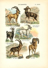 Stampa antica CAPRA EGAGRO