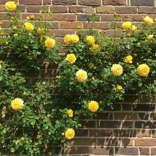 Rosa rampicante gialla 30 - rosa, –