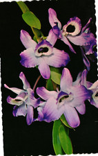 Dendrobium Nobile Frutteto