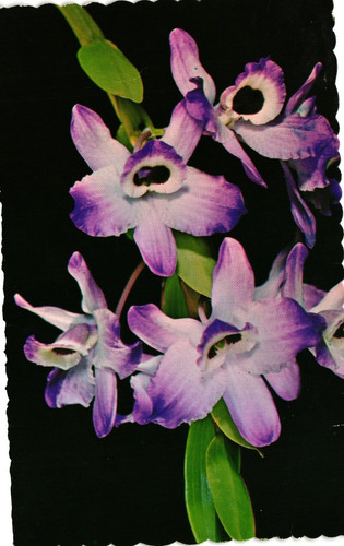 Dendrobium nobile orchard - dendrobium,