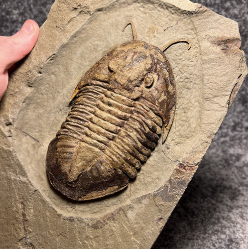 Large asaphellus trilobite - large,