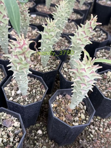 Vendita!Euphorbia