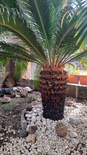 Cycas revoluta aurea - cycas,