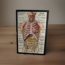 Quadro Tavole ANATOMICHE 63x44