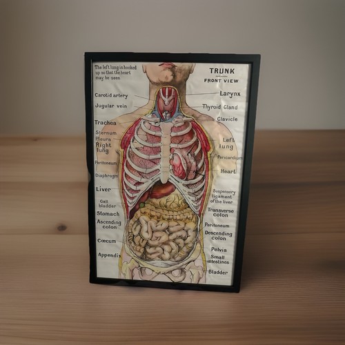 Quadro tavole anatomiche - tavole,