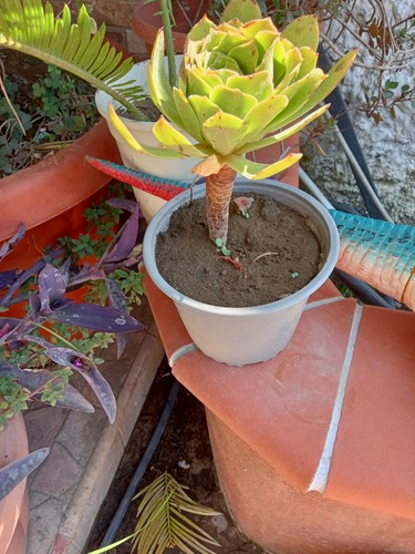 Piante grasse - piante,