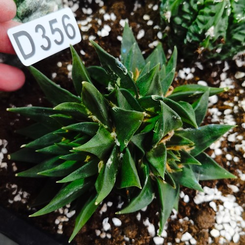 D356 ariocarpus obregonia - d356, ariocarpus/obregonia