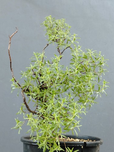 Bonsai timo mediterraneo - bonsai,