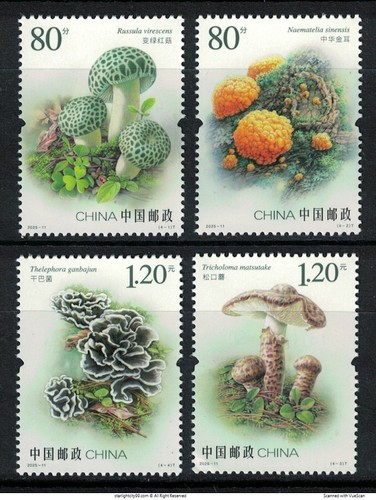 Della cina 2025 11 - cina, 2025-11