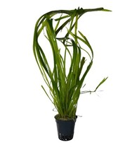 Vallisneria spiralis in