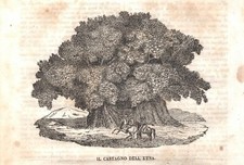 Stampa antica CATANIA Castagno