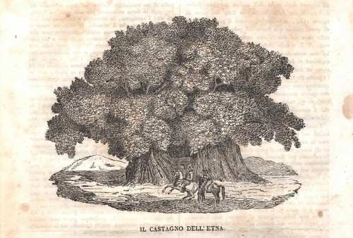 Stampa antica catania - stampa,