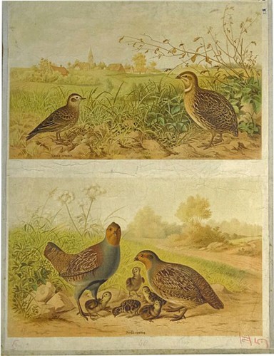 1910 alauda arvensis - 1910,