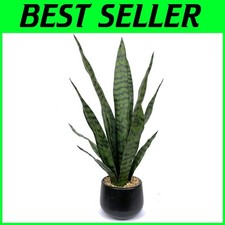 Pianta di Sansevieria