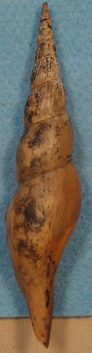 Teramachia smithi 144mm - teramachia, tolog