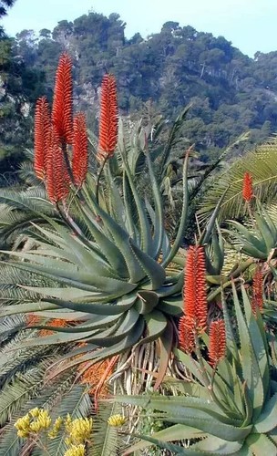 Semi aloe lateritia - di,