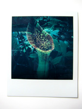 N. ARAKI: POLAROID ORIGINALE