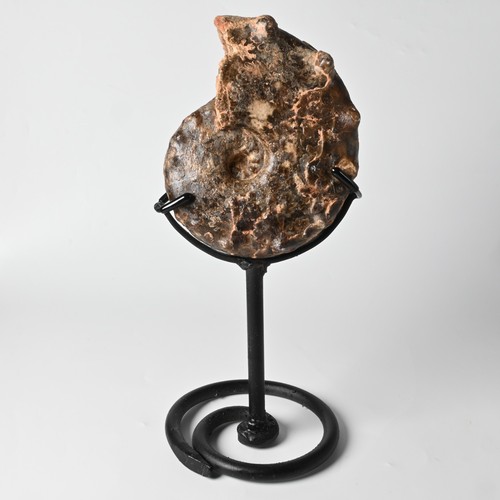 Ammonite fossile mammites - fossile,