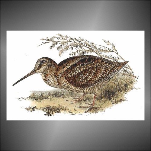 Adesivo beccaccia woodcock - adesivo,