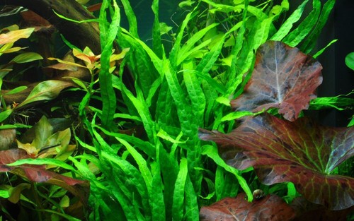 Aquarium pianta microsorum - aquarium,