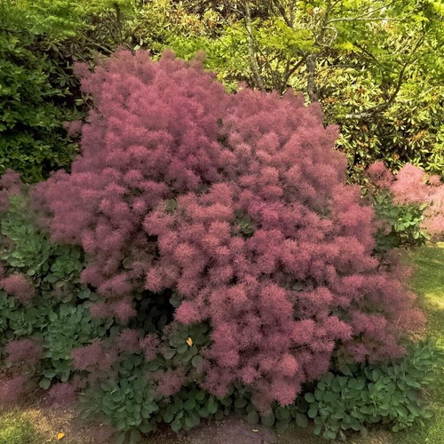 Scotano rubrifolius uno - rubrifolius,