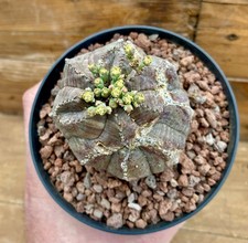 Euphorbia obesa - euphorbia,