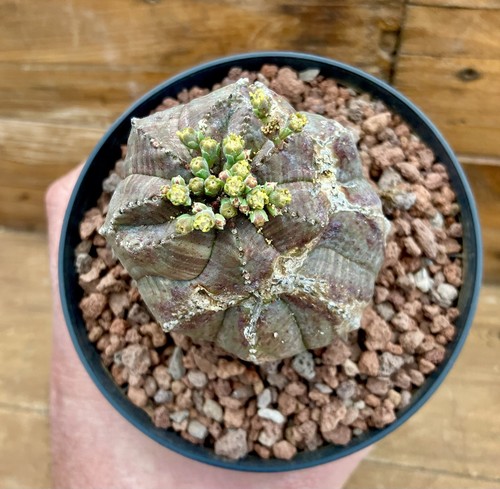 Euphorbia obesa - euphorbia,
