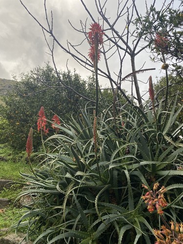 Pianta aloe arborescens - pianta, di