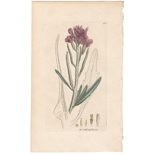 Antica botanica inglese 1798