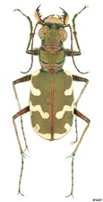 Coleotteri Cicindelidae