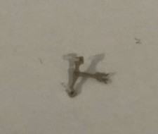 Venus 175: Ancora Referenza