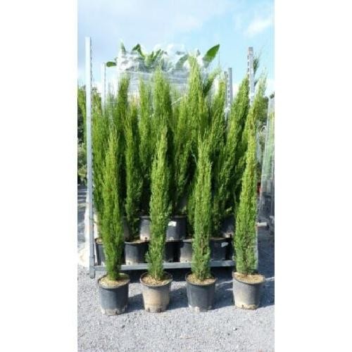 Cipresso toscano 180 - 180, cm