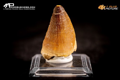 Dente fossile mosasaurus - dente, di