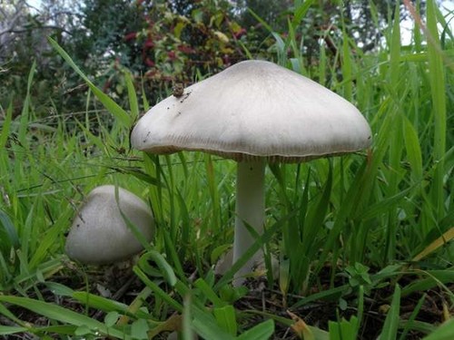 Volvariella speciosa mushroom - volvariella,