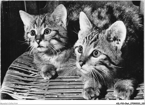 Ailp10 1001 animale gatto - ailp10-1001,