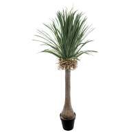 Pianta yucca elata - con, vaso