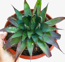 Agave ochaui GREEN FORM no variegated aloe haworthia Copiapoa 27bc
