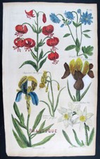 1757,STAMPA ANTICA J.HILL mano/col RAME GRANDE FOGLIO IRIS,IMPERIAL MARTAGON UYD