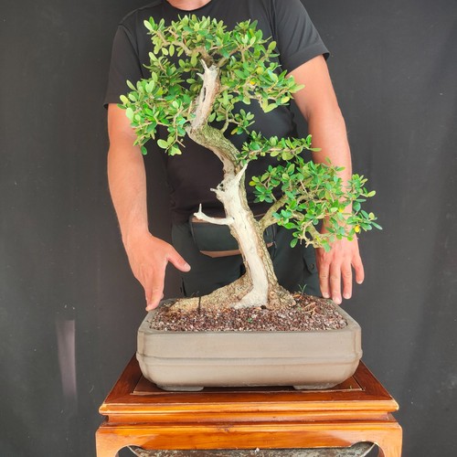 Bonsai olivastro - ,
