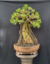 Grande offerta - Bonsai di