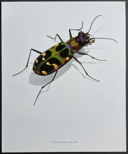 Entomologie cicindela - entomologie,