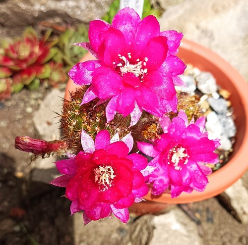 Chamacereus echinopsis hybrid - chamacereus,