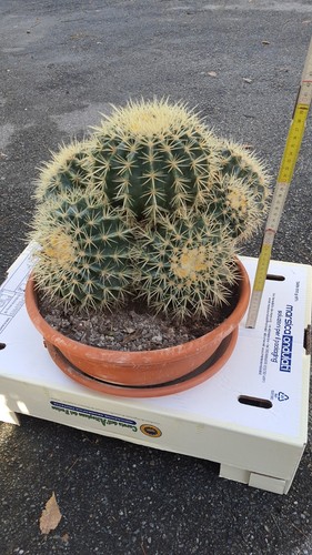 Echinocactus grusonii teste - 7,