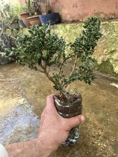 Bonsai Timo , Macchia