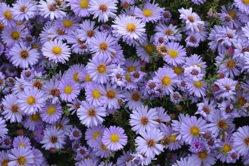Aster liscio laevis 25 - laevis,