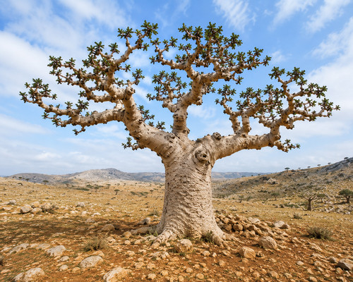 Boswellia serrata semi - serrata,, 10