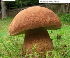 Coltiva i tuoi funghi porcini