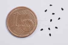 DIONAEA MUSCIPULA - CULTIVARS