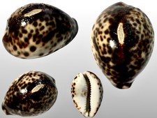Cypraea tigris zamboanga - tigris,,