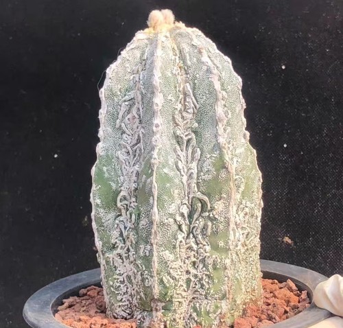 Astrophytum myriostigma